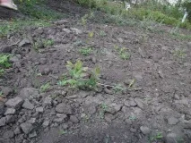 Розмноження жимолості живцями розмноження