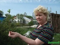 Розмноження жимолості живцями куща