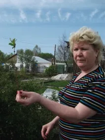 Розмноження жимолості живцями розмноження