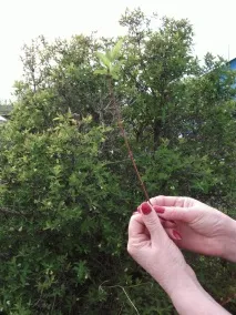 Розмноження жимолості живцями куща