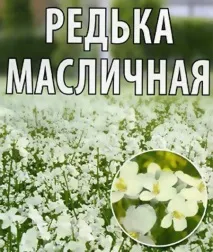 Редька олійна корм та добрива, Міаський Завод Доїльного Обладнання добрива