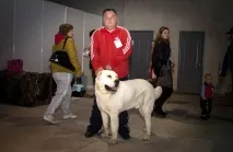 Собаки до смаку собаки