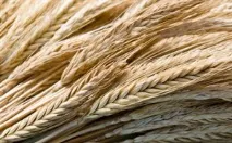Непереносимість глютена, Методи лікування захворювань непереносимість