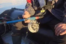 Рибалка в Антарктиці «нототіння»