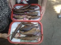 вибаглива