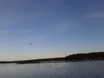 вибаглива