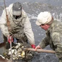Рибний бізнес бізнес