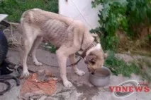 Ростовчани намагаються врятувати собак від живодера, який годує їх раз на 20 днів, VDNEWS, Новини живодера