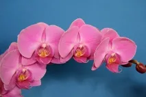 рожева