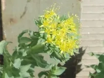 rhodiola