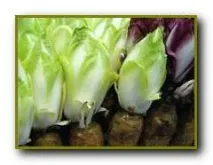 Салат ендівій з сиром Рокфор - Рецепти іспанської кухні. салат