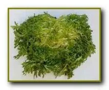 Салат ендівій з сиром Рокфор - Рецепти іспанської кухні. сиром