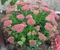 невибагливі