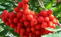 Секрети вирощування садової горобини на дачі, Садівник (Садиба) секрети