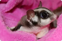 цукровий