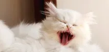 Зміна зубів у кошенят коли і як відбувається кошенят