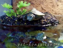 Скільки живуть водні черепахи живуть