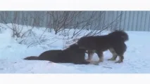 Собачі бої сао алабай vs тибетський мастиф, Притулок для бездоглядних тварин собачі