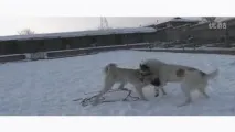 Собачі бої сао алабай vs тибетський мастиф, Притулок для бездоглядних тварин тибетський