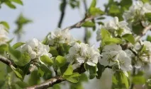 Сорта груші Бере Рояль, Люка, Арданпон, Зимова Мічуріна, Київська, українська, Клержо, Жиффар, сорта