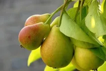 Сорта груші Бере Рояль, Люка, Арданпон, Зимова Мічуріна, Київська, українська, Клержо, Жиффар, бере