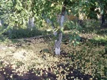 Сорт яблуні Уральський наливний опис, особливості, фото та відео опис