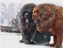 Собачі бої сао алабай vs тибетський мастиф, Притулок для бездоглядних тварин собачі
