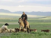 Степ степів степ