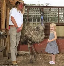 домашньої