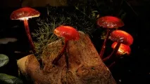 Світильник - лісова казка - частина 1 частина