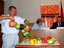 Томати люблять теплий полив люблять