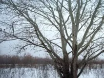 Тополя біла або срібляста ботанічне опис, застосування, властивості, фото срібляста