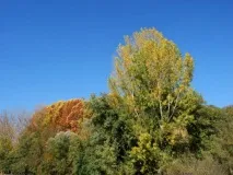 Тополя біла або срібляста ботанічне опис, застосування, властивості, фото тополя