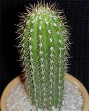 Трихоцереус (Trichocereus) – домашні рослини трихоцереус
