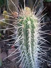Трихоцереус (Trichocereus) – домашні рослини трихоцереус