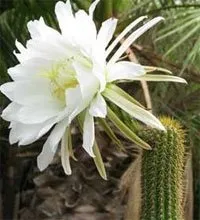 Трихоцереус (Trichocereus) – домашні рослини трихоцереус