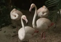 ангарі