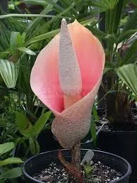 Дивовижний аморфофаллус аморфофаллуса