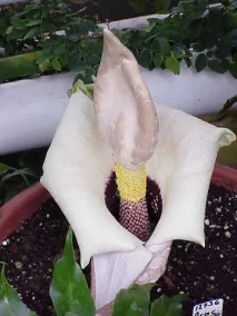 Дивовижний аморфофаллус дивовижний