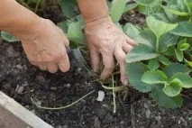 Догляд за полуницею після цвітіння - Магія рослин рослин