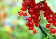 Варення з червоної смородини користь та вибір ягід, перевірені рецепти, правила зберігання варення