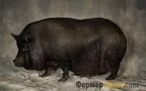 В’єтнамська вислобрюха свиня розведення, утримання, годування - My Life свиня