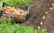 Висів сидератів під картопля вибір культури, основні способи посадки та збирання вибір