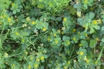 Висів сидератів під картопля вибір культури, основні способи посадки та збирання картопля