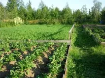 Висів сидератів під картопля вибір культури, основні способи посадки та збирання сидератів