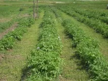 Висів сидератів під картопля вибір культури, основні способи посадки та збирання висів