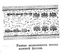 Вирощування колової (кучерявої) квасолі, Бджільництво бджільництво