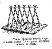 Вирощування колової (кучерявої) квасолі, Бджільництво кучерявої