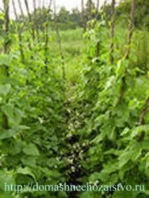 Вирощування колової (кучерявої) квасолі, Бджільництво колової