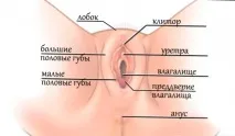 жінок